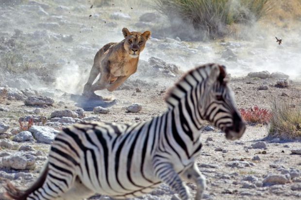 Lion chasing zebra