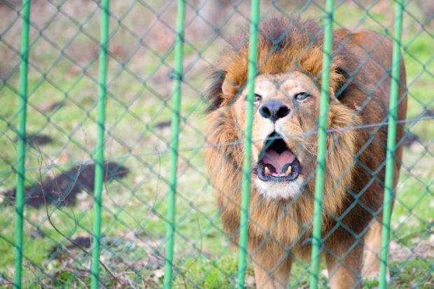 Lion in zoo