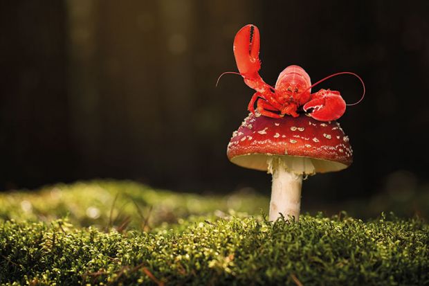 lobster mushroom lobster mushroom