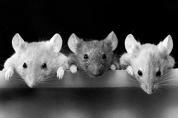 three mice