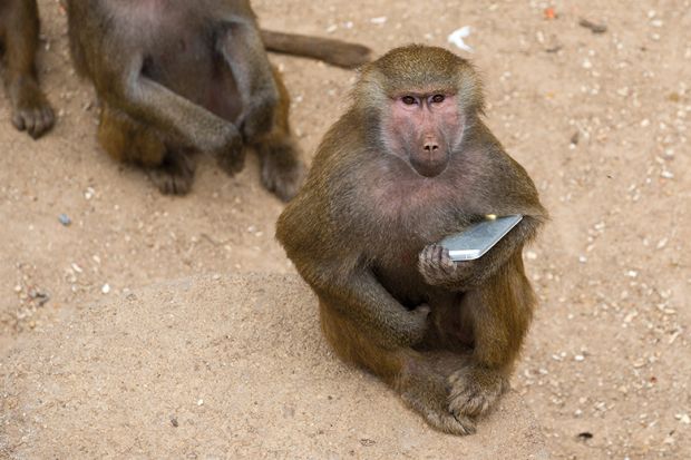 monkey holding phone monkey holding phone