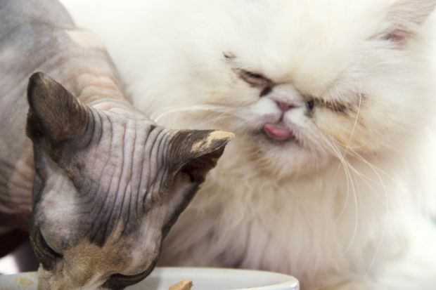 Not fair, Persian cat sticking out its tongue