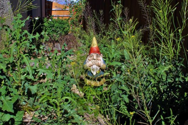 Overgrown garden with gnome