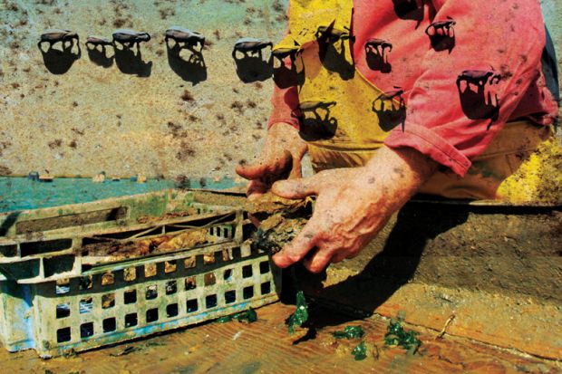 Oyster fisherman catching Colchester Natives, West Mersea, UK Oyster fisherman catching Colchester Natives, West Mersea, UK