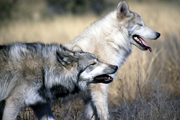 Pair of wolves walking among long grass