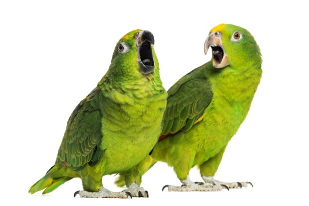 Parrots in conversation Dialogue