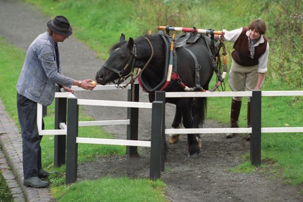 People using apple to coax horse through gate