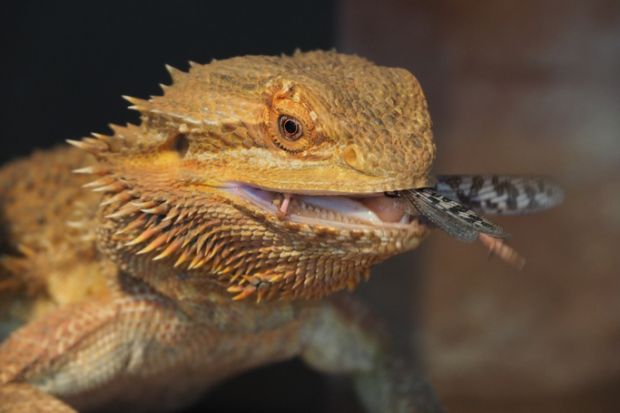 Pet bearded dragon, pogona vitticeps, in a terrarium, with a dark background, eating a desert locust