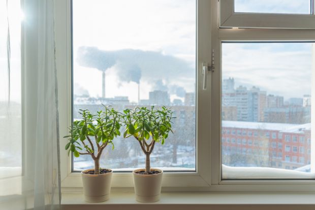 Plants on a windowsill