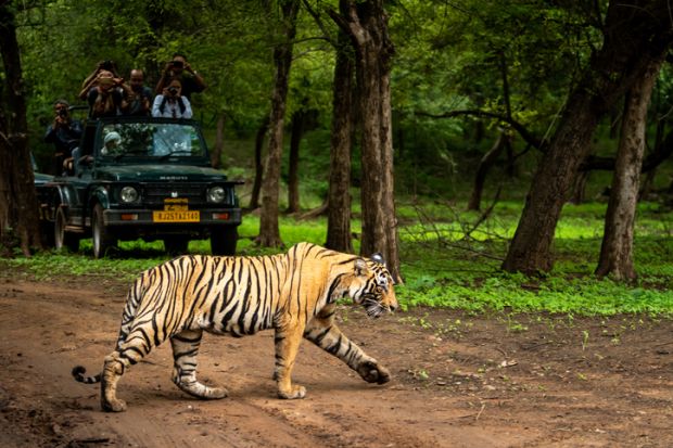 ranthambore national park, rajasthan, India - August 10, 2018 - wild royal bengal tiger in open during monsoon season and wildlife lovers or tourist or traveler are click images on safari vehicle
