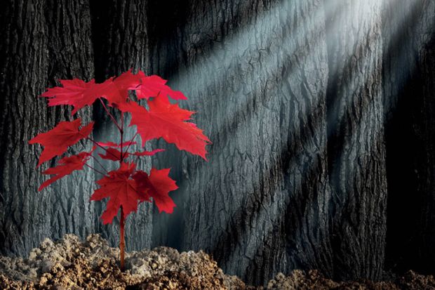Red maple leaves lit by ray of sunlight
