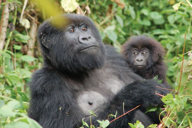 Resting mountain gorilla with infant Resting mountain gorilla with infant