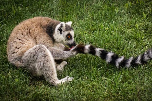 Ring-tailed lemur licking tail