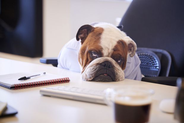 British Bulldog Dressed As Businessman Looking Sad At Desk British Bulldog Dressed As Businessman Looking Sad At Desk