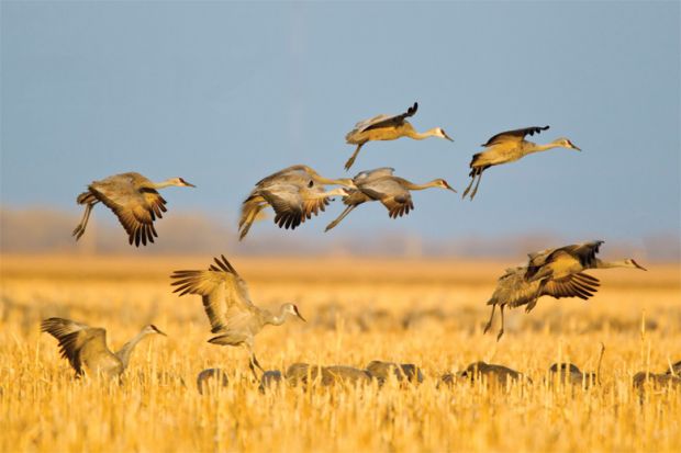 Sandhill cranes in flight above corn fields, Kearney, Nebraska