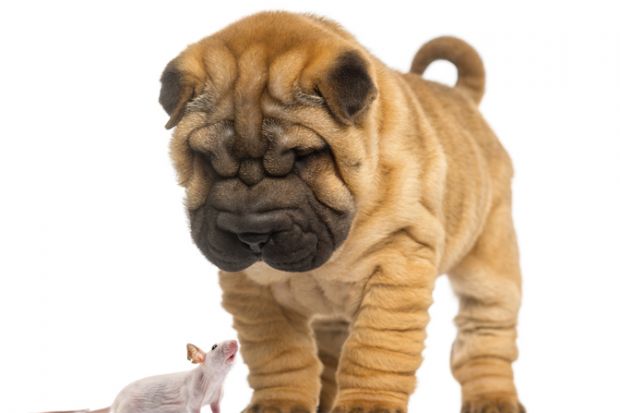 Shar Pei puppy looking down at a Hairless mouse