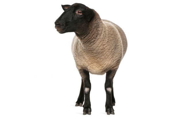 Sheep on white background