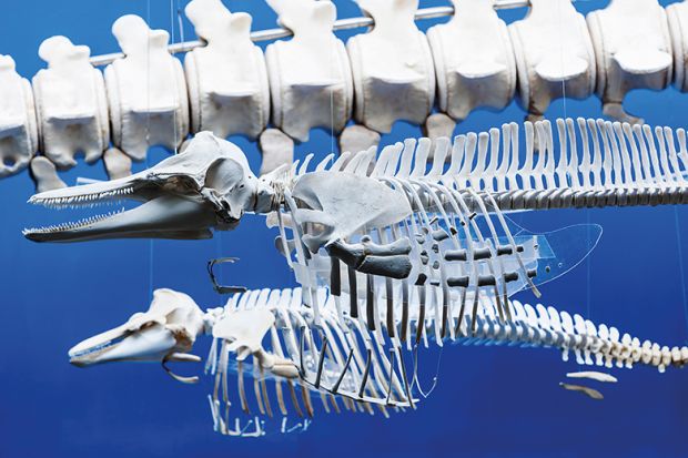 mammal skeletons