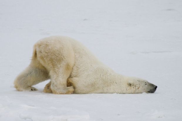 Slow polar bear