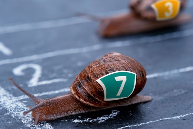 Snails competing in race Snails competing in race