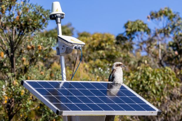 A kookaburra sits on a solar panel