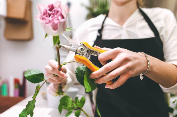 A woman cuts the flower off a rose stem