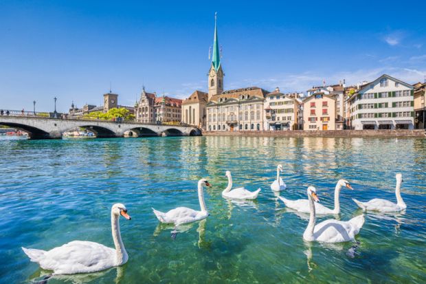 Swans on river Limmat, Zurich, Switzerland