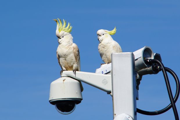 Sydney, NSW, Australia, October 11, 2020. Birds like to perch on top of CCTV posts that give them a 360-degree view of their surroundings