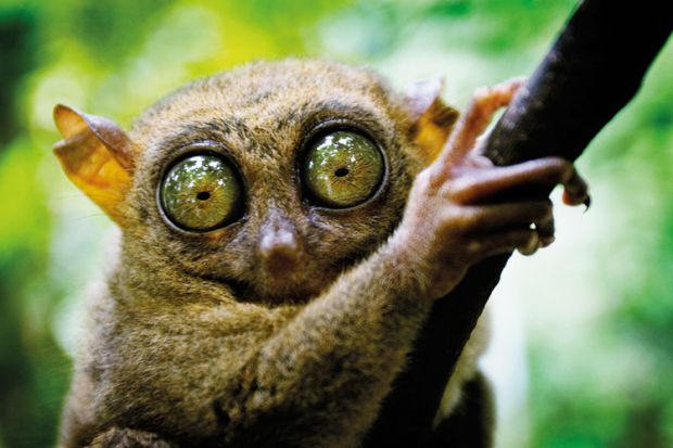 Tarsier has eyes that are larger than it's brain. Bohol island, Philippines