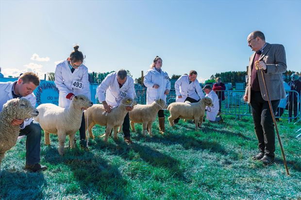 Judge assessing sheep at country show