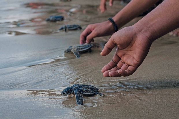 Releasing young turtles on beach