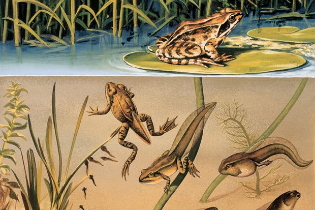 Frog life cycle