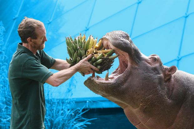 Hippo feeding