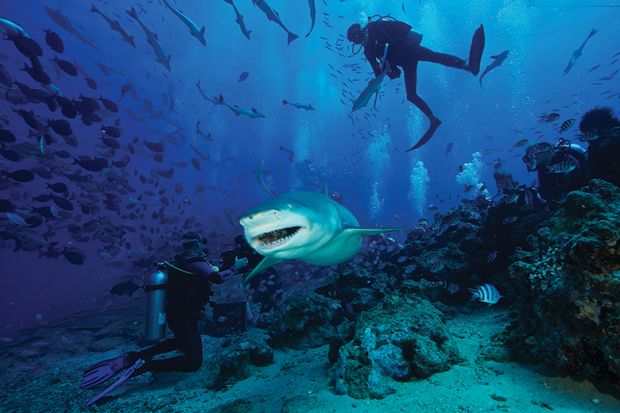 A large Lemon Shark gulps down a large tuna head in front of a crowd of divers, Fiji.