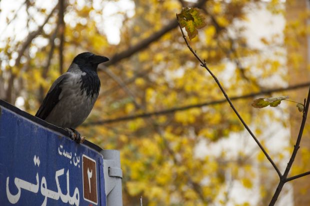 A crow perched on a sign in Tehran, symbolising stolen authorship