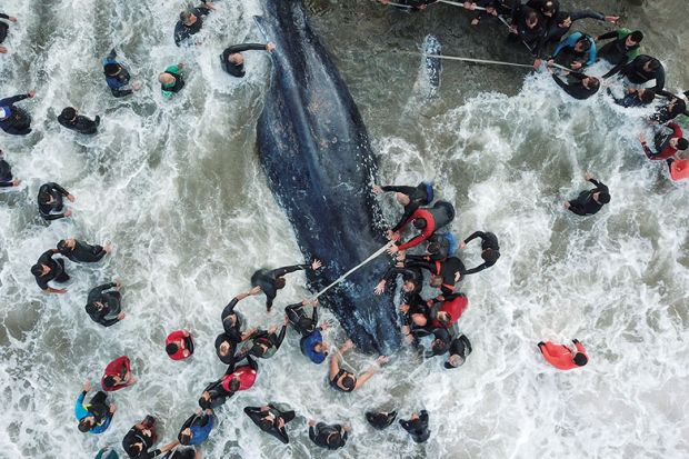 Whale rescue Whale rescue