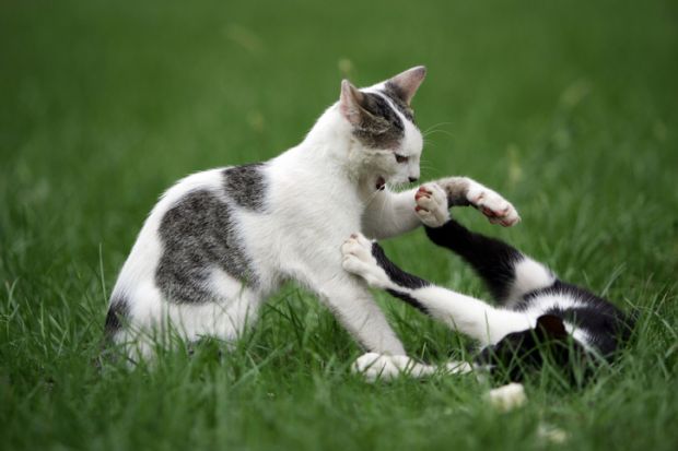 Two cats playing on the lawn