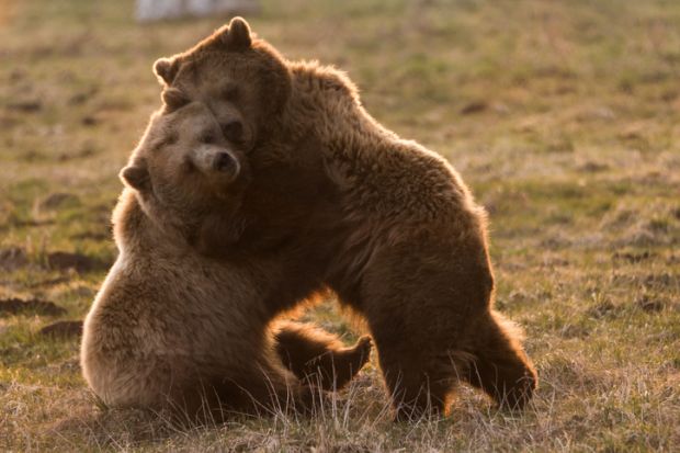 Two cute bears cuddle together