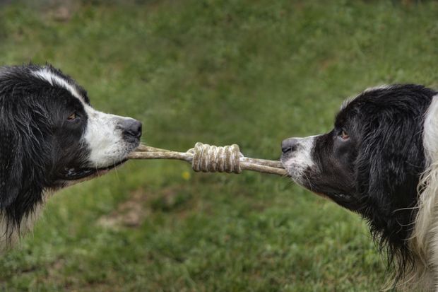 Two dogs pull on the rope