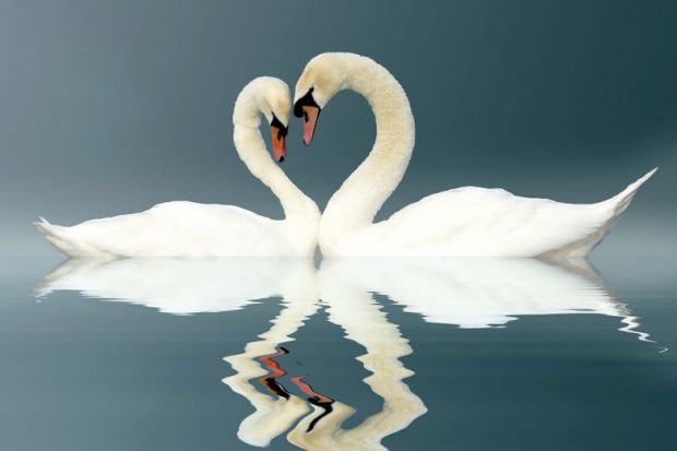 Two Swans on a misty lake forming a heart shape with a reflection in the water to illustrate Should universities ban staff-student relationships?