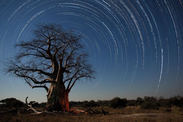 Star trails above a Baobab tree in Botswana to illustrate Stars shine everywhere 