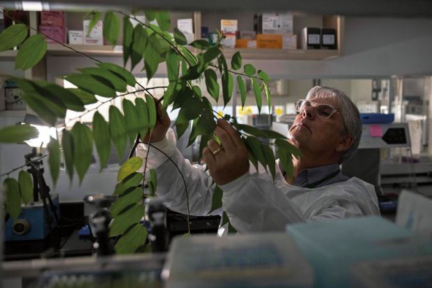 A Brazilian molecular biologist inspects a plant at his laboratory at The Federal University of Rio de Janeiro to illustrate A year since Bolsonaro and Brazil’s academy still in fear 