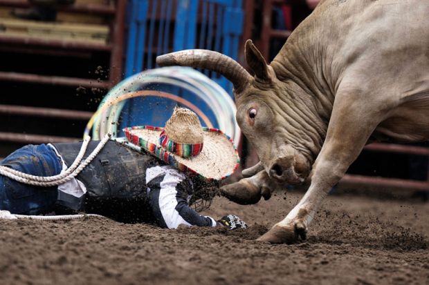 Person falls to the ground during bull riding in a rodeo event to illustrate US accreditors plead for political relief as attacks mount