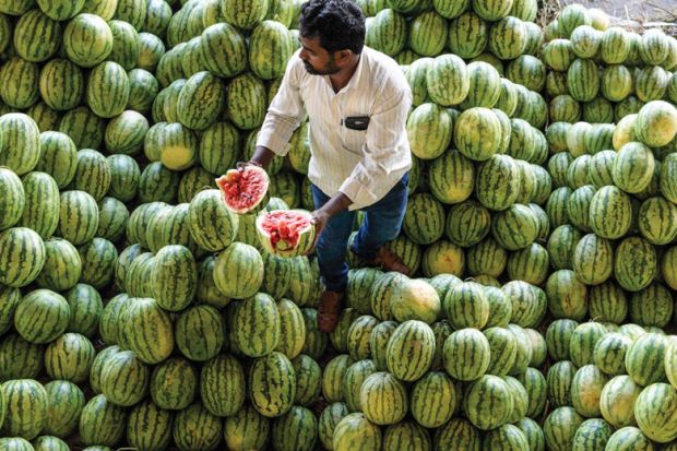 Farmer splits open a watermelon in a fruit market as a metaphor for time for a home-grown English language test, Indian agents  