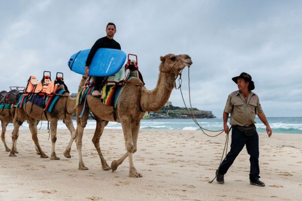 Person hitching a camel  ride to the surf at Bondi Beach to illustrate New Zealand and Australia face bumpy road to  open up research