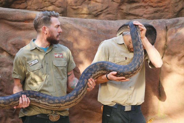Reptile keepers hold a Scrub Python as it wraps itself around one keeper to illustrate Universities rattled as multi-employer bargaining gets go-ahead