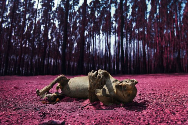 A dead koala is seen amongst  Blue Gum trees to illustrate  All universities need comprehensive 30-year climate action plans