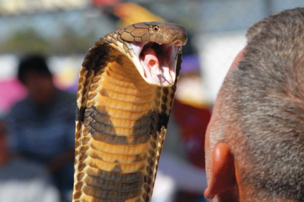 Snake with mouth open wide near mans head as a metaphor for oise State committed to diversity despite political ‘venom’