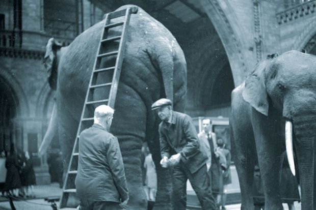 Elephants on display at the National History Museum to illustrate Lifelong loans: traditional degrees ‘elephant in the room’ in debate
