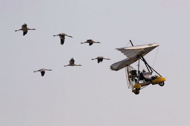 An Ultralight aircraft leads a pack of endangered Whooping cranes to illustrate Academic leadership is important – and it has many pleasures